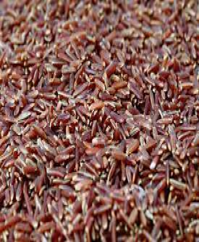 Havni Red Rice D